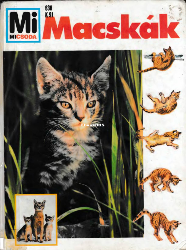 Mi micsoda 014 Köthe R Macskák - 1.png
