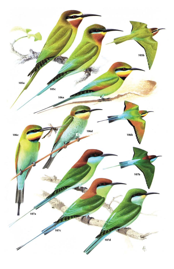 Kingfishers, Bee-eaters and Rollers (C. Hilary FryKathie Fry) - 107.png
