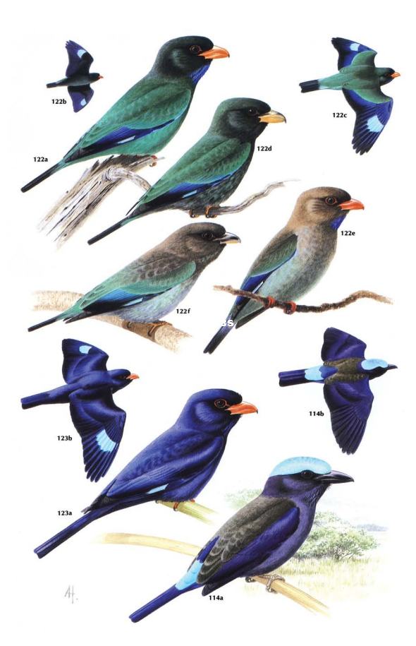 Kingfishers, Bee-eaters and Rollers (C. Hilary FryKathie Fry) - 119.png