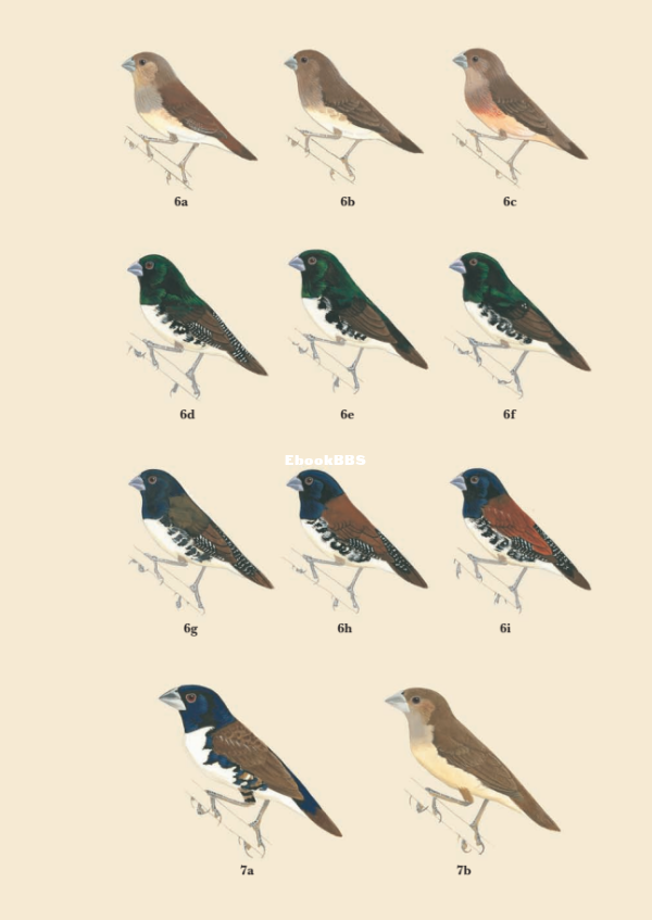 Munias And Mannikins (Robin Restall) - 28.png
