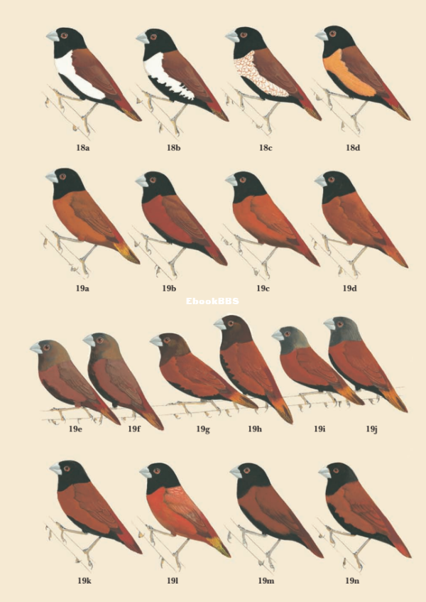 Munias And Mannikins (Robin Restall) - 40.png