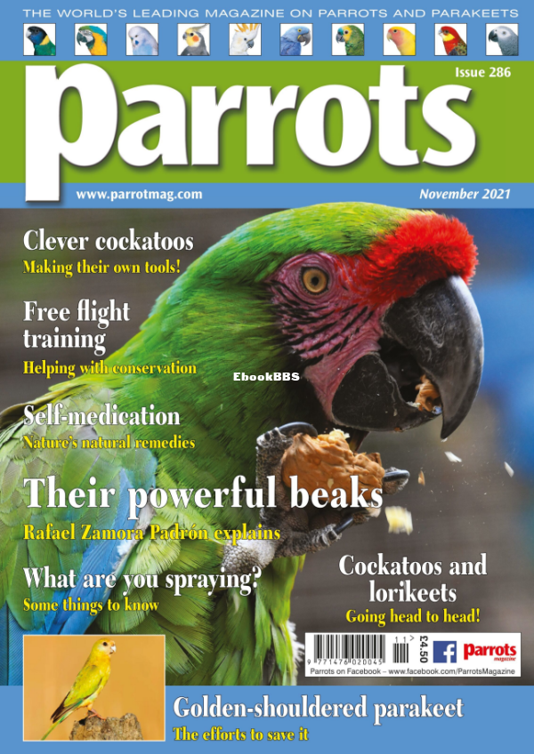 Parrots__November_2021 - 1.png