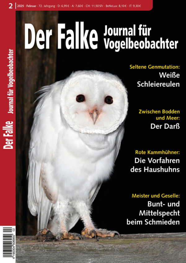 Der Falke Journal für Vogelbeobachter - Februar 2025 - 1.png