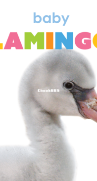 Baby Flamingos - Starting Out - Kate Riggs - English
