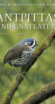 Antpittas and Gnateaters - Helm Identification Guide - Harold Greeney - English